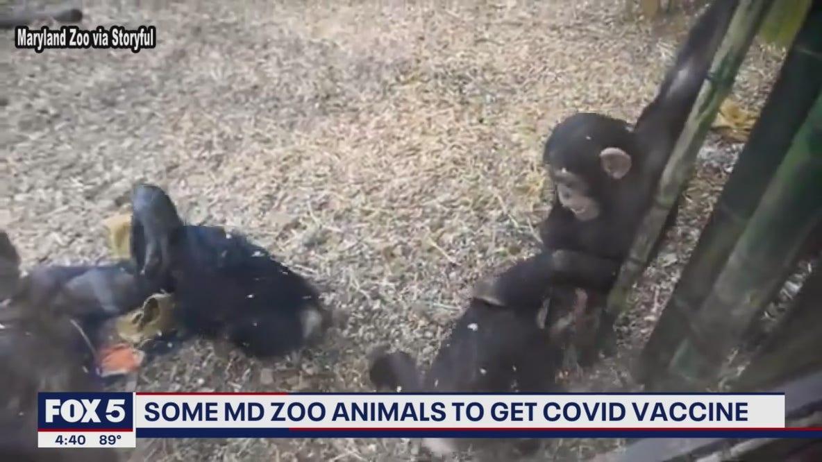 Maryland Zoo animals to get COVID-19 vaccine